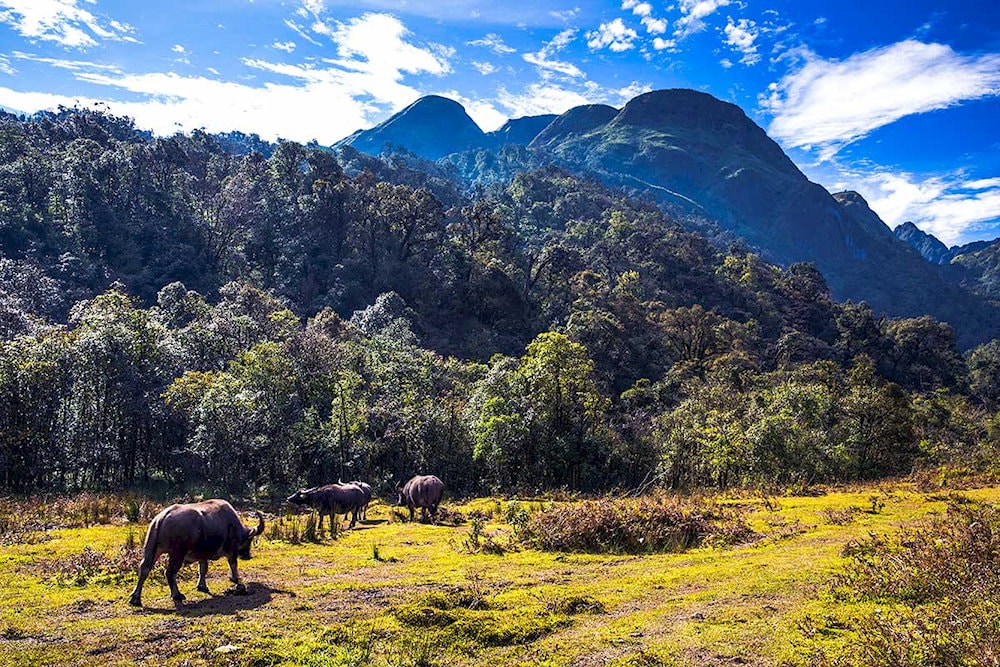 The journey through the forest is an opportunity for visitors to explore the wildlife before reaching the waterfall